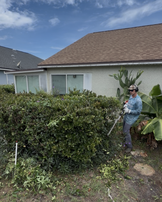 Hedge trimming and landscape cleanup at a St. Augustine home