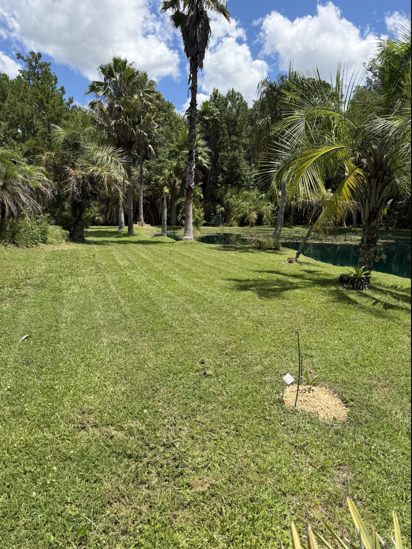 Wide open lawn with palm trees and a pond under a bright Florida sky